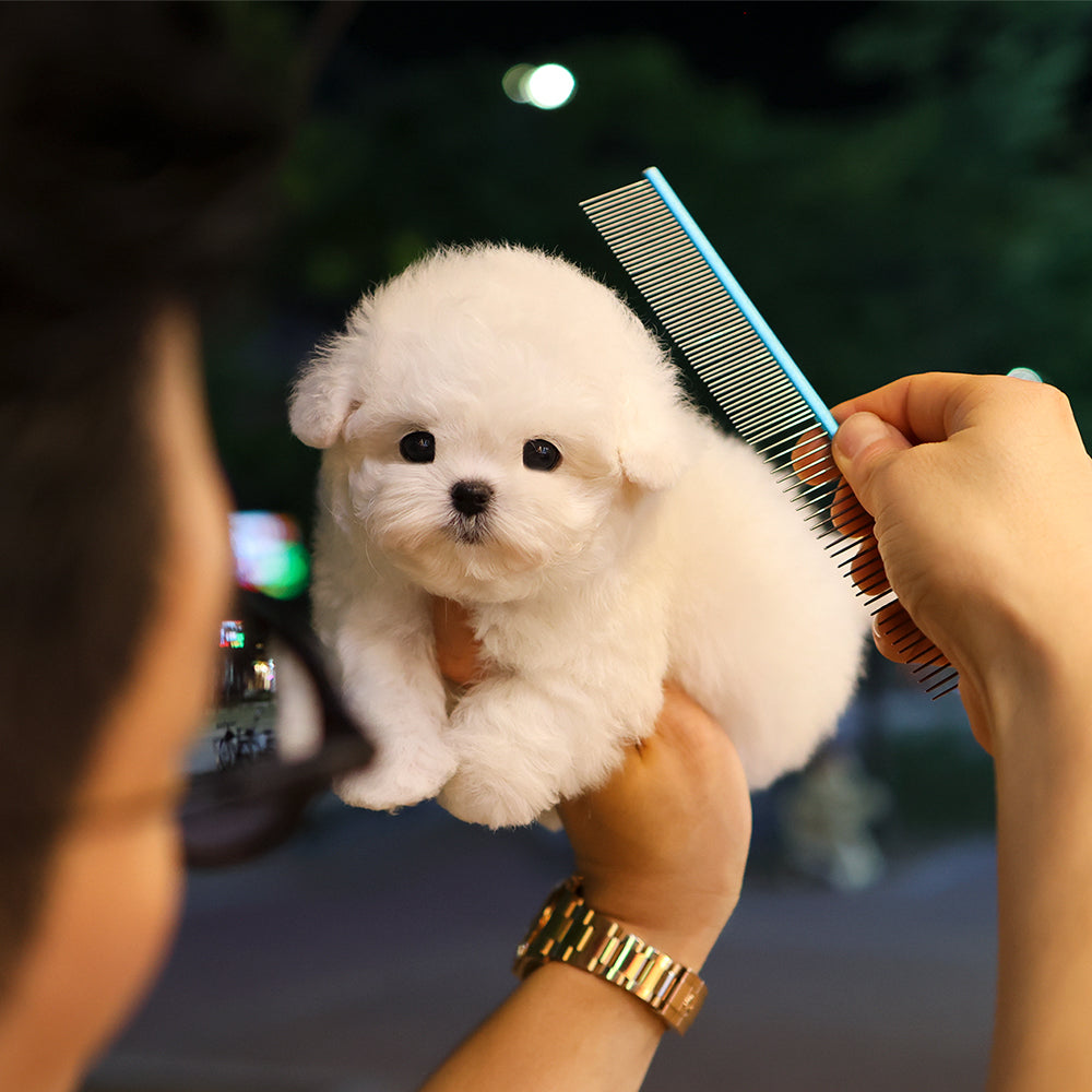 Bichon Frise - Beoteo (Male) $3800