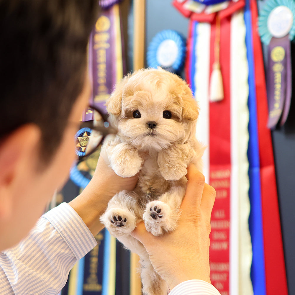 Maltipoo - Seoltang (Male) $4400