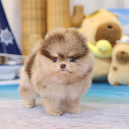Pomeranian - Kuku (Male) $5200