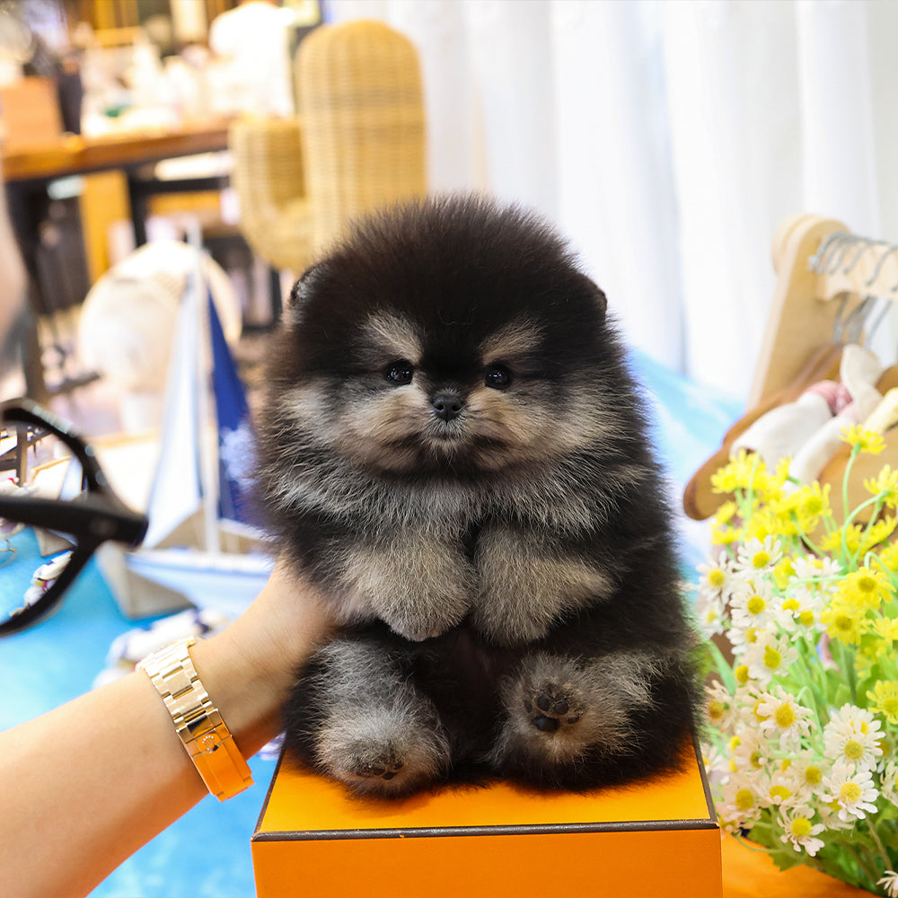 Pomeranian - Daseu (Male) $4700