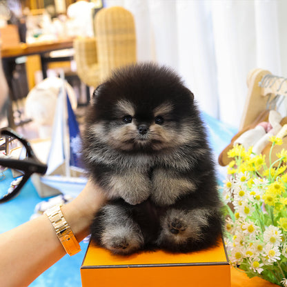 Pomeranian - Daseu (Male) $4700
