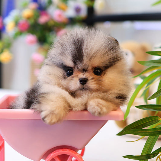 Pomeranian - Reon (Male)