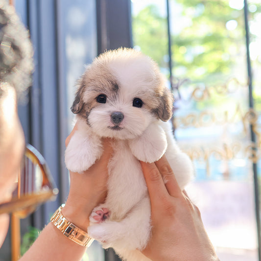 Coton De Tulear - Taetae (Male)