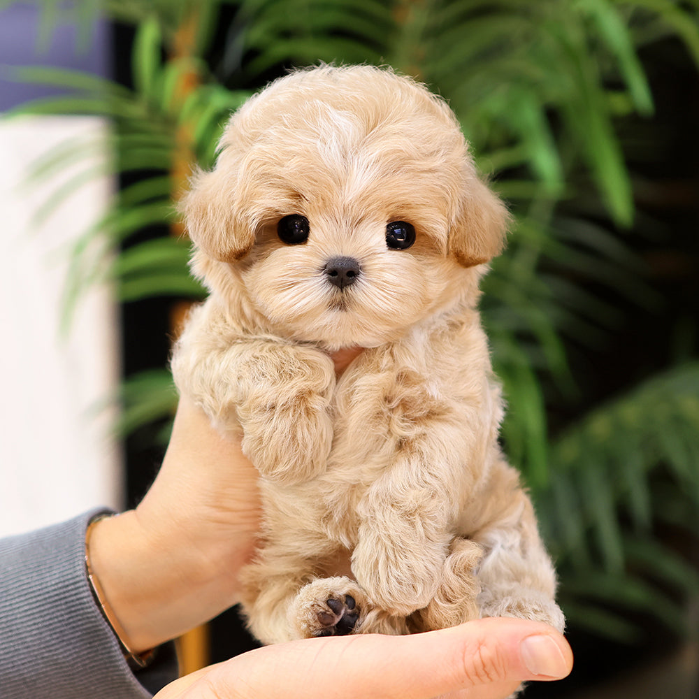 Maltipoo - Mumu (Male) $3000