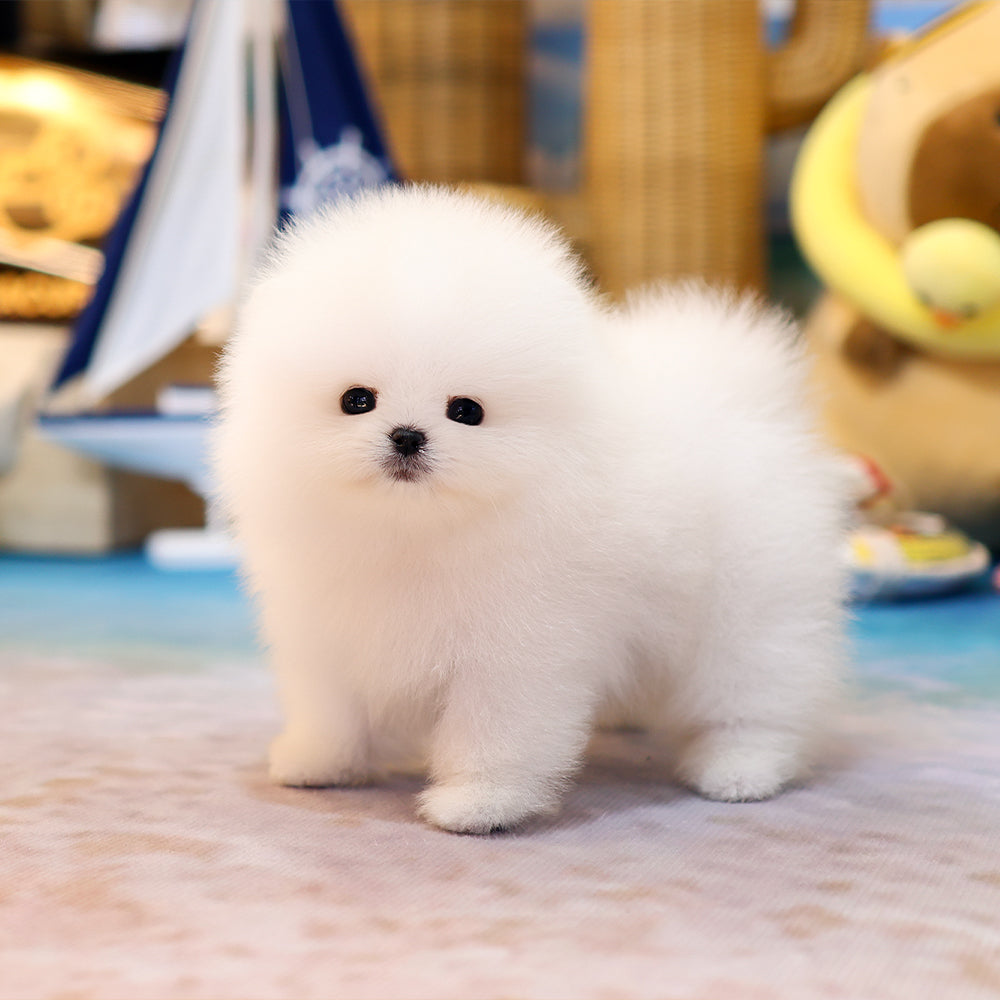 Pomeranian - Ramyeon (Male) $5000