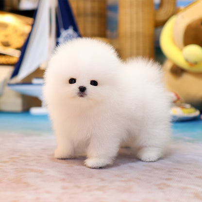 Pomeranian - Ramyeon (Male) $5000