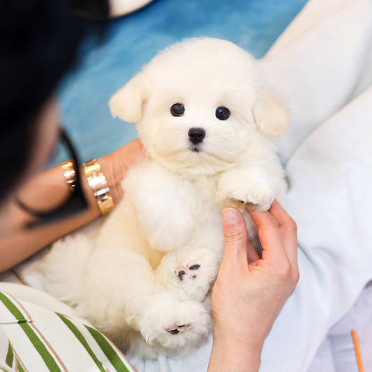 Coton de Tulear -Ttoyang (Male) $4200