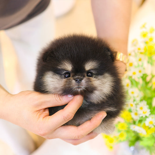 Pomeranian - Mari (Female)