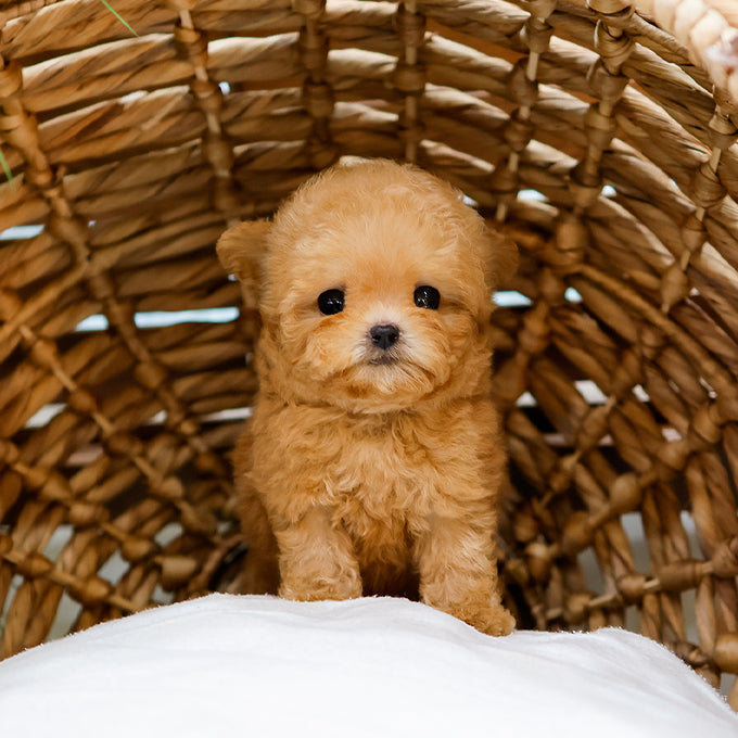 Poodle - Kongsun (Female)