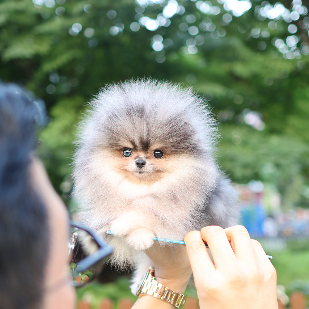 Pomeranian - Mao (Male) $4300