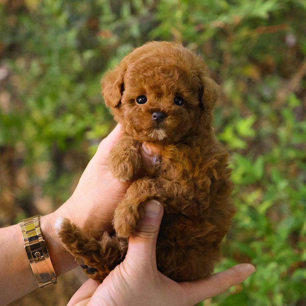 Poodle - Ttori (Female) $2500