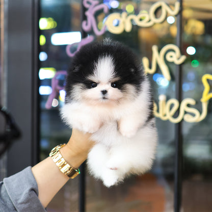 Pomeranian - Yamyam (Female) $4600