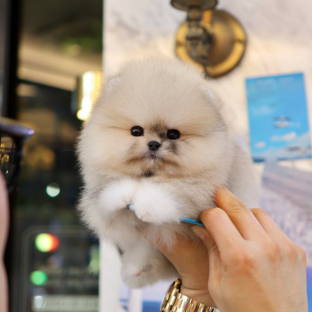 Pomeranian - Ppuni (Female) $5200