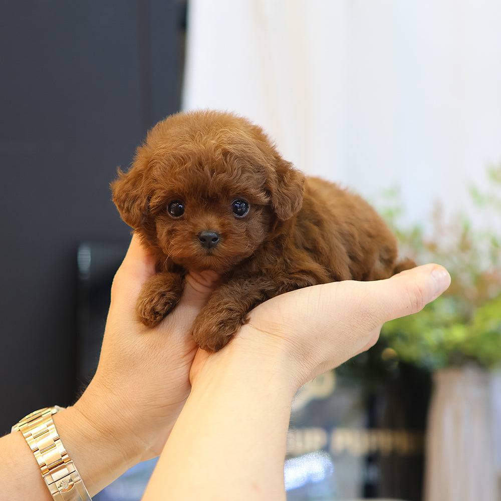 Poodle - Sara (Female) $4000