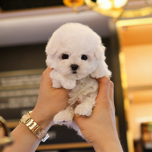 Bichon Frise - Ipeu (Male)