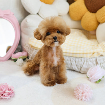 Poodle - Atti (Female) $3700