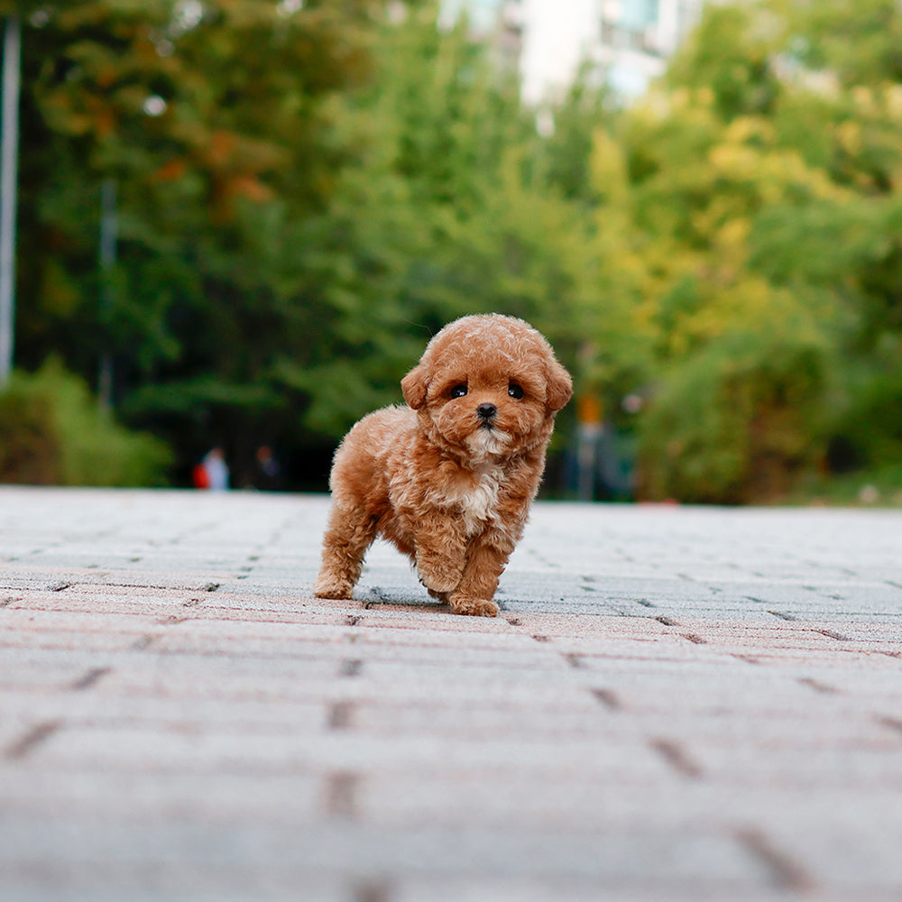 Poodle - Oing (Female) $2500