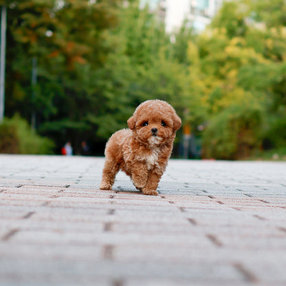 Poodle - Oing (Female) $2500