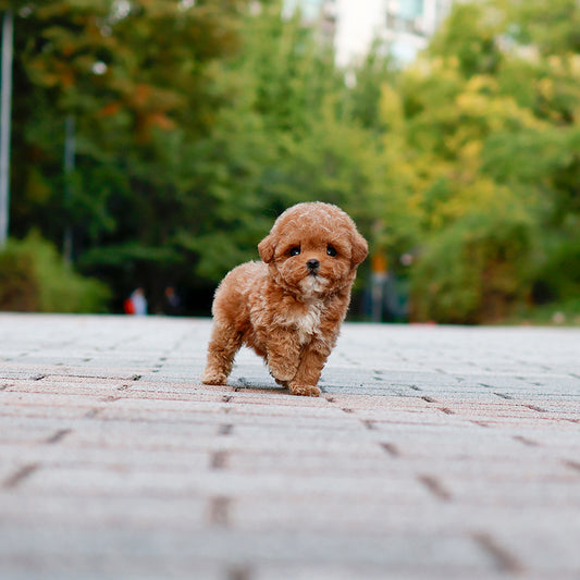 Poodle - Oing (Female) $3500