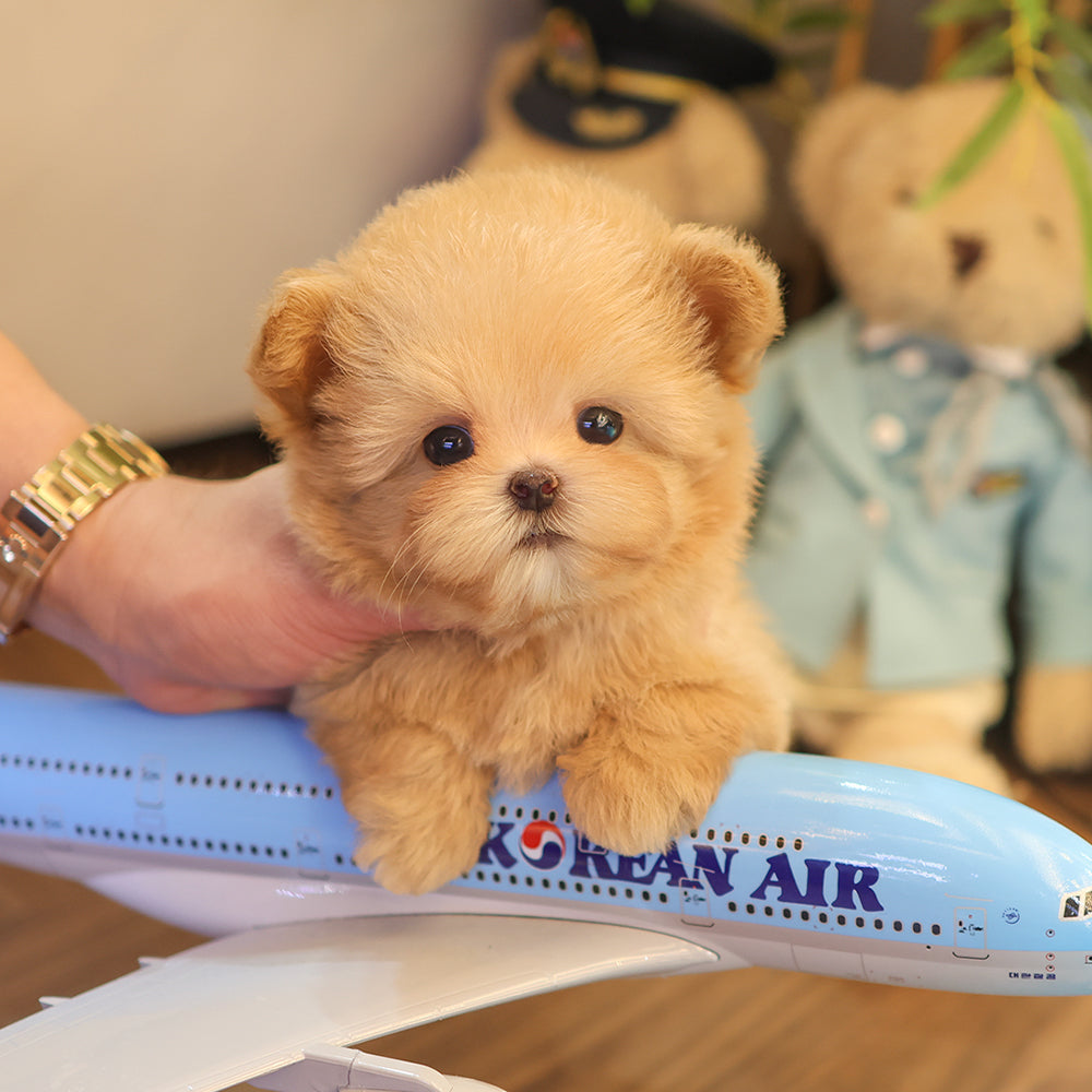 Maltipoo - Mimi (Female) $2300