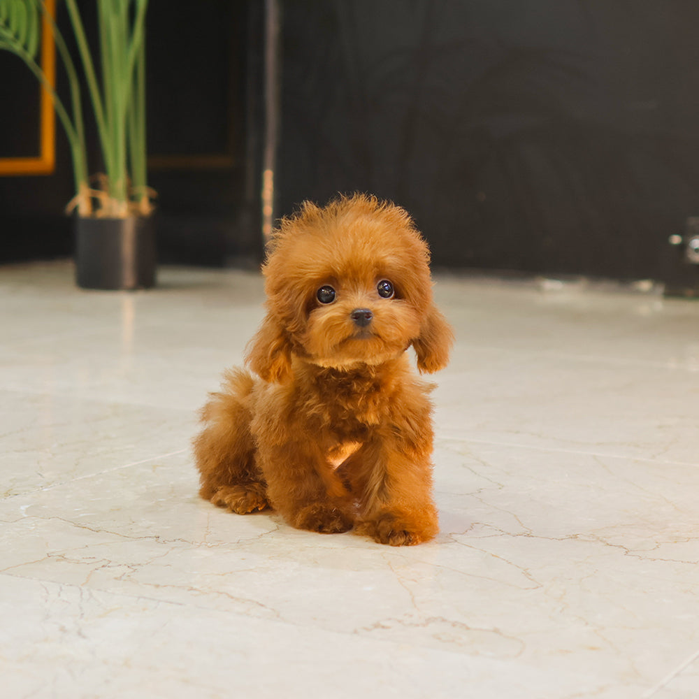 Poodle - Mokai (Male) $3200