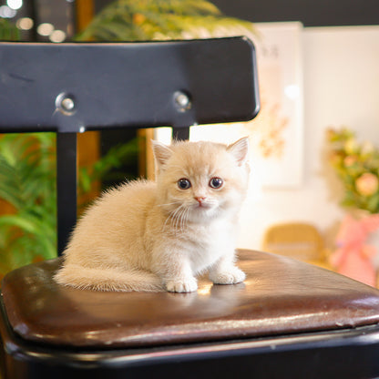 Munchkin - Moomoo (Male)