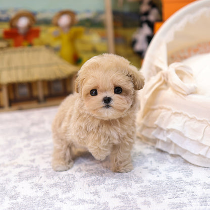 Maltipoo - Geobong (Female) $2800
