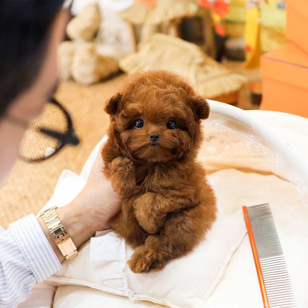 Poodle - Muji (Female) $6400
