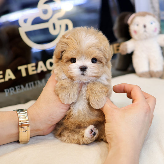 Maltipoo - Roje (Male) $3200
