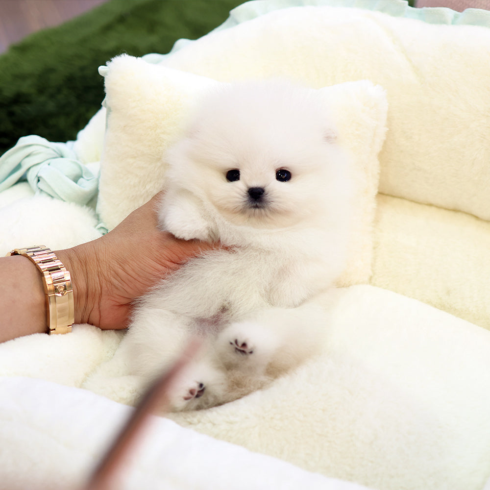 Pomeranian - Beoteo (Male) $4000