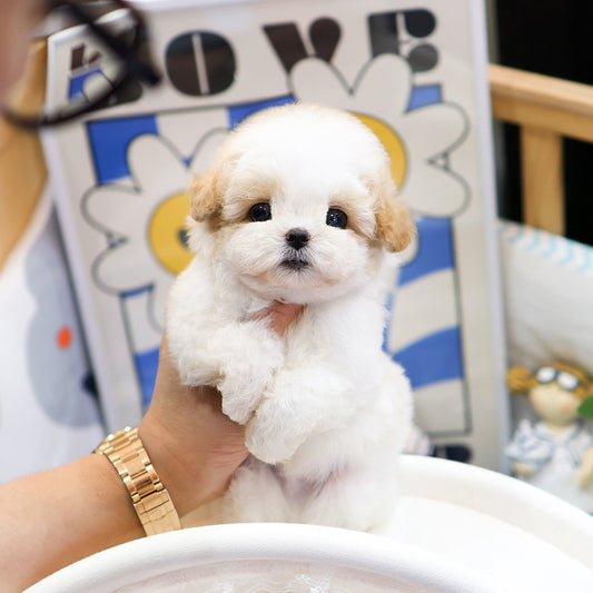 Maltipoo - Sarang (Male) $4400