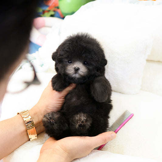 Poodle - Sirong (Female)  $4400