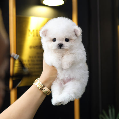 Bichinfrise - Arong (Female) $5200