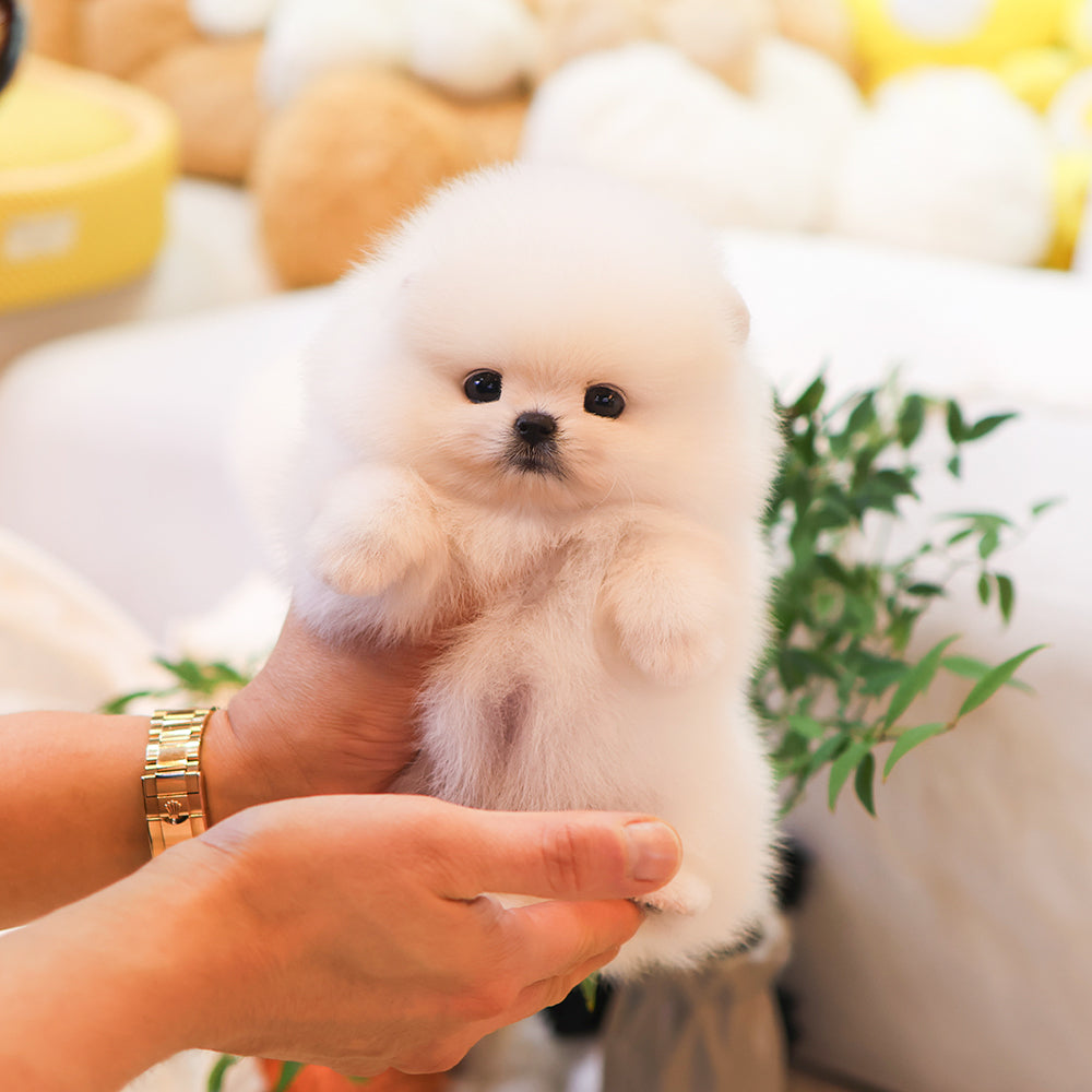 Pomeranian - Pomi (Female) $3000