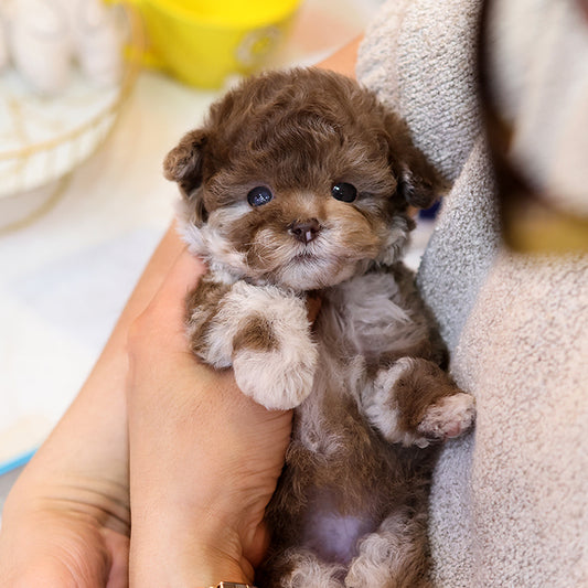 Poodle - Alleop (Female)