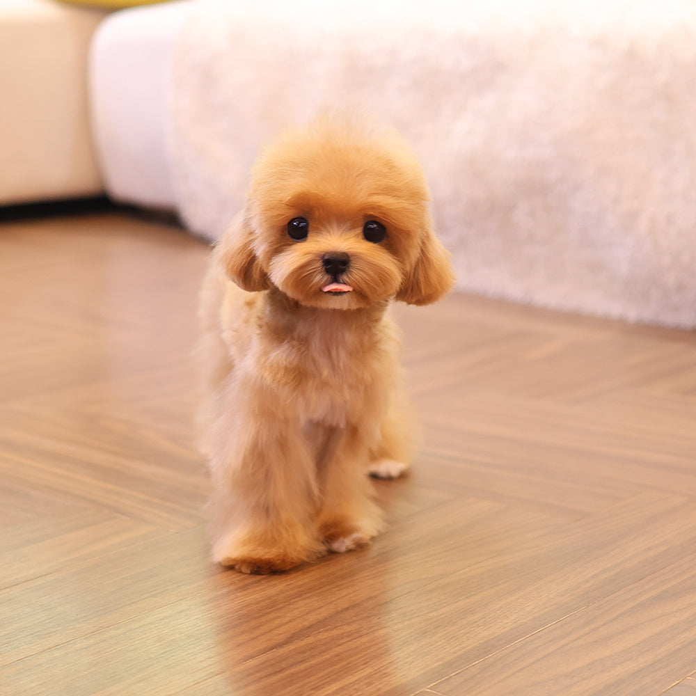Poodle - Lani (Female) $2700