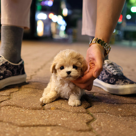 Maltipoo - Egu (Male) $2700