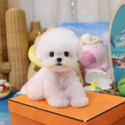 Bichon Frise -Tissue (Female) $3300