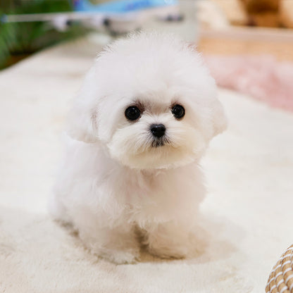 Bichon Frise - Puti (Male)