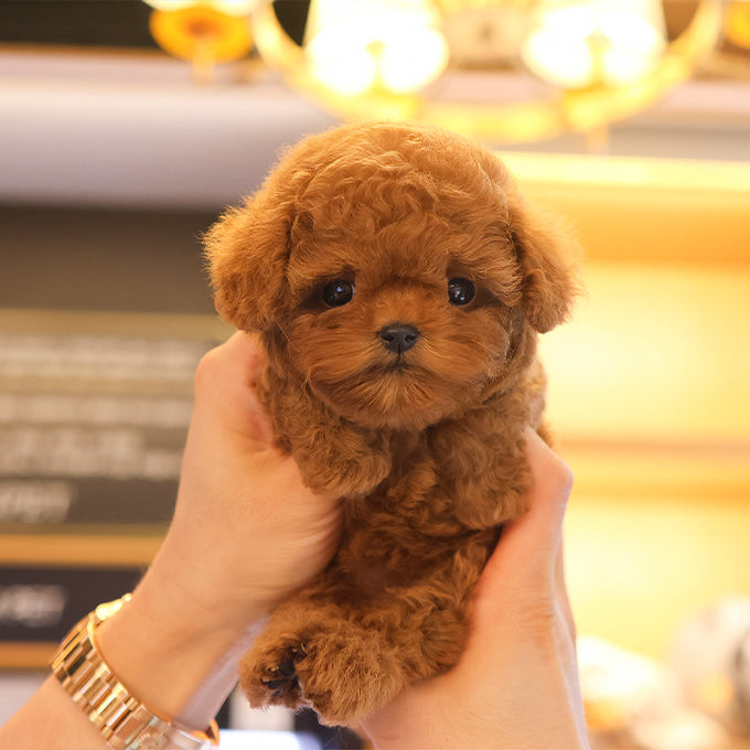 Poodle - Chyoki (Female)
