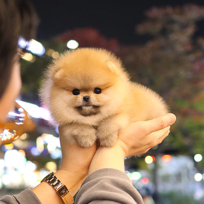 Pomeranian - Maisie (Female) $2800
