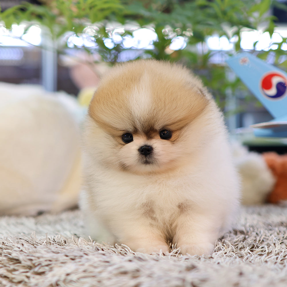 Pomeranian -Kkongji (Female) $3800