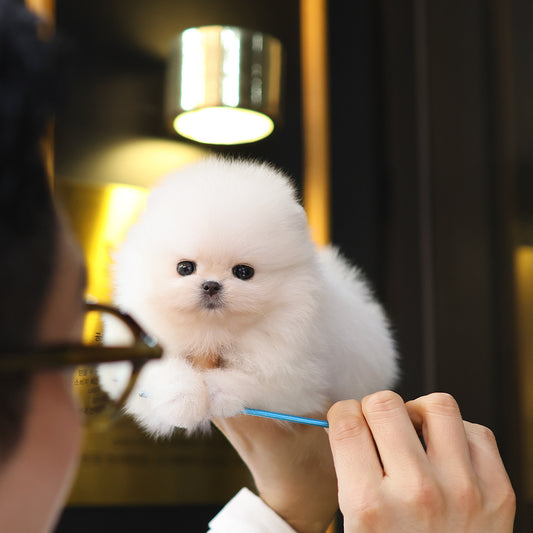 Pomeranian - Ppuyo (Male) $4000