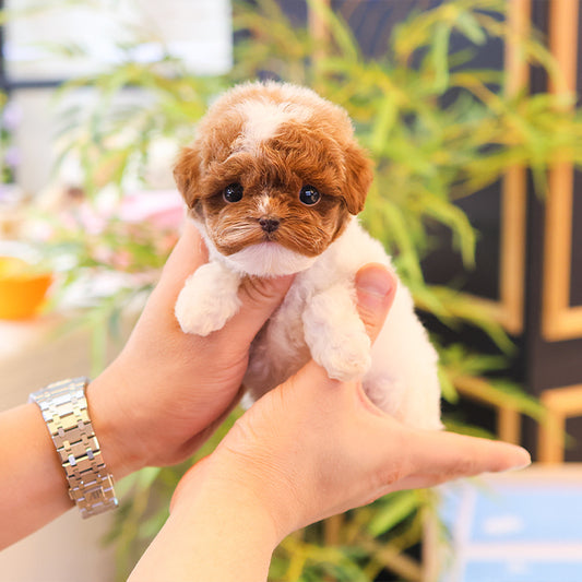 Poodle - Chova (Female)