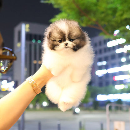 Pomeranian - Angpang (Female)