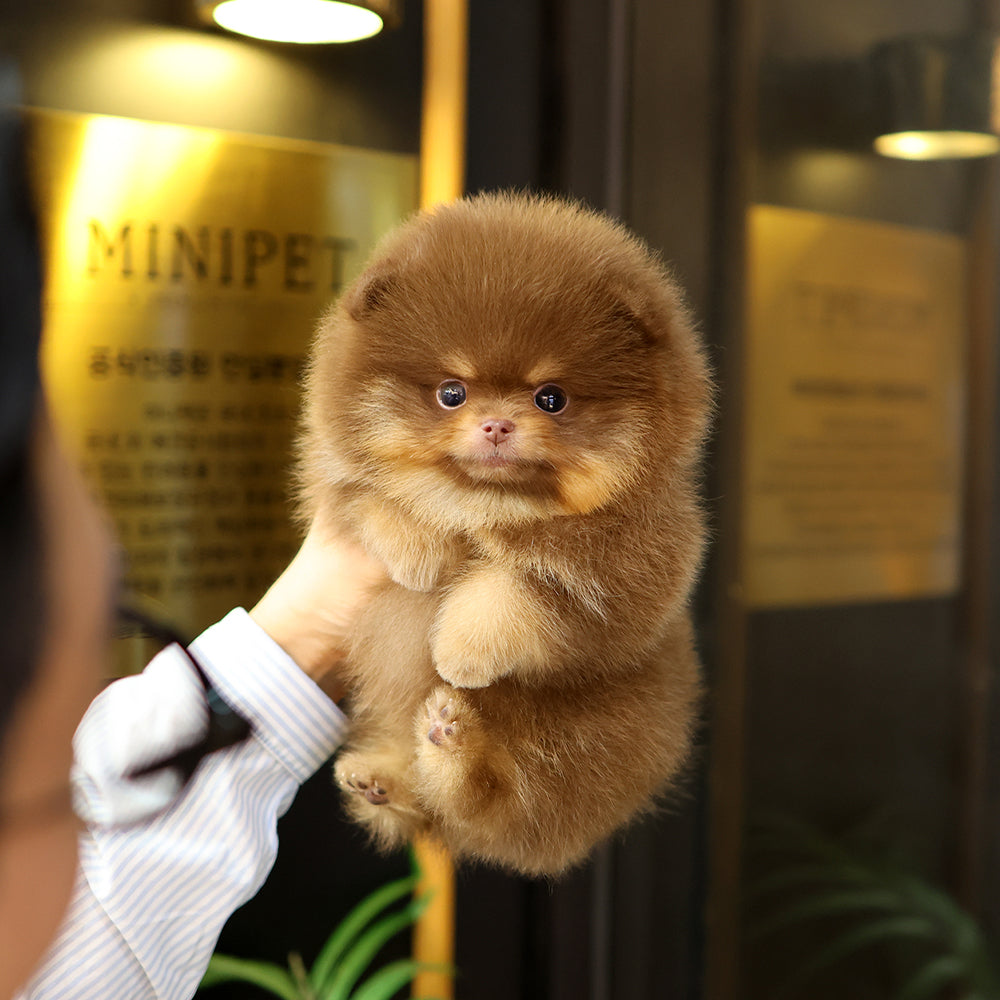 Pomeranian - Gumi (Male) $2500