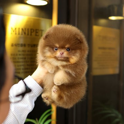 Pomeranian - Gumi (Male) $2500