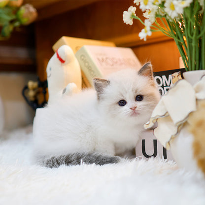Ragdoll - Rubi (Female)