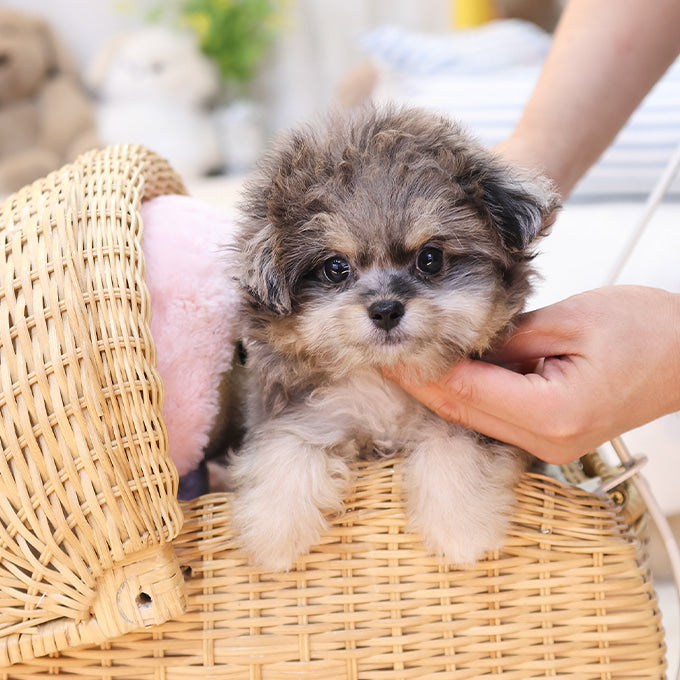 Maltipoo - Adi (Female)