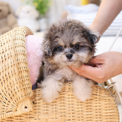 Maltipoo - Adi (Female)